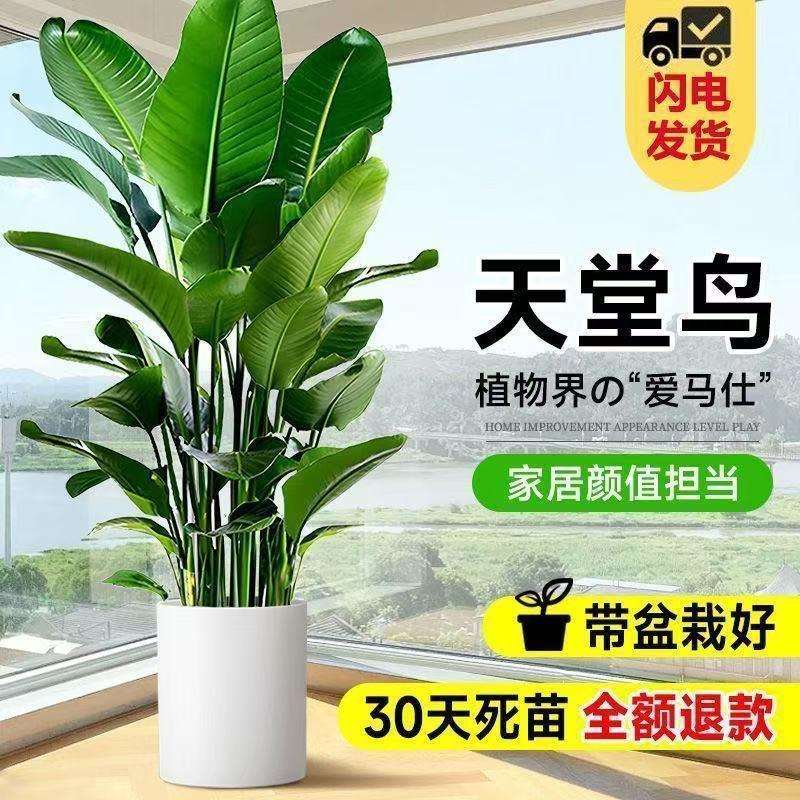 天堂鸟绿植大盆栽植物客厅懒型绿植室内新房除甲醛鹤望兰盆栽