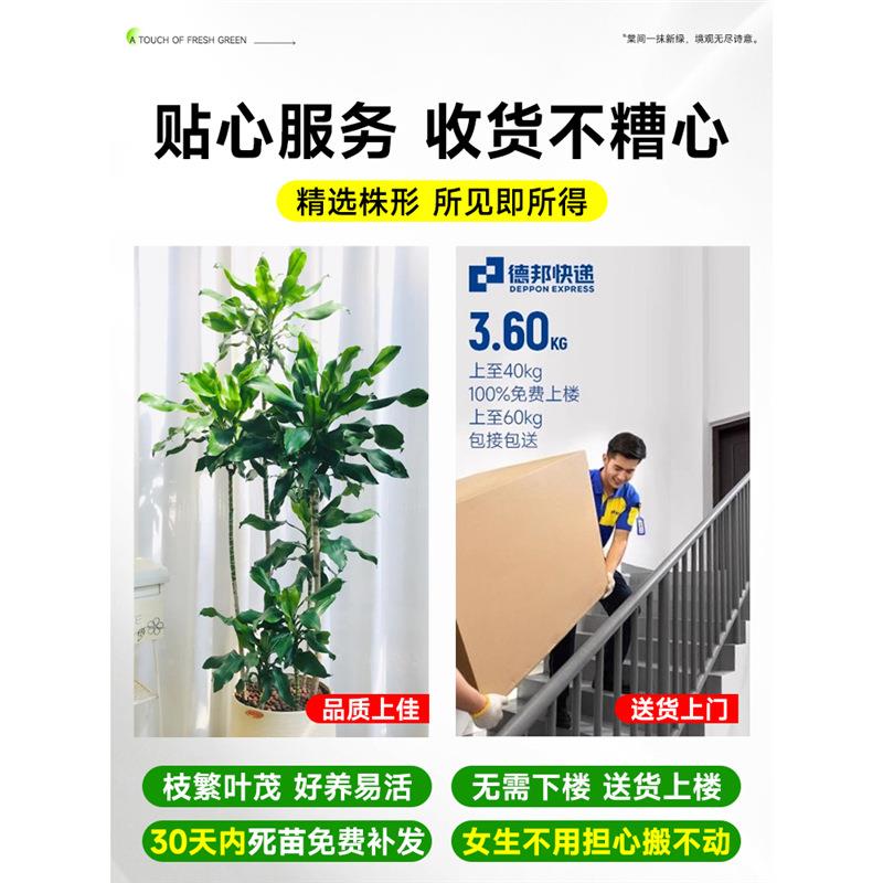 螺纹铁植物盆栽室内客厅办公室龙血树大型绿植四季好养落地真花