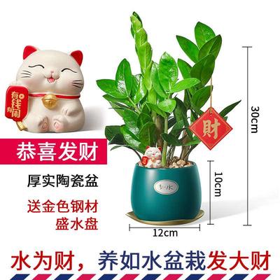 如水金钱树盆栽 室内植物 恭喜发财树办公室客厅桌面水培绿植花卉