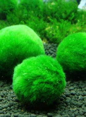 2-3cm Moss Balls Live Aquarium Plants Algae Fish Shrimp Tank
