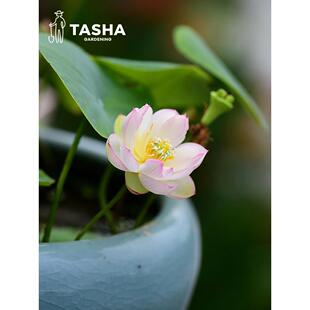 塔莎的花园碗莲水培植物四季观赏莲花微小型苗迷你室内阳台泥土肥