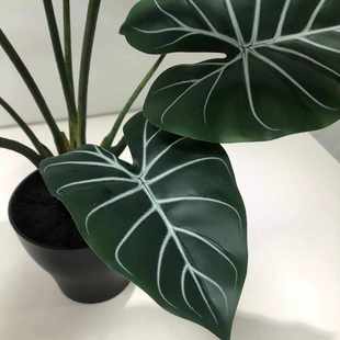 仿真绿色盆裁大叶片装饰绿植北欧客厅黑色白纹手感芋带盆单棵植物