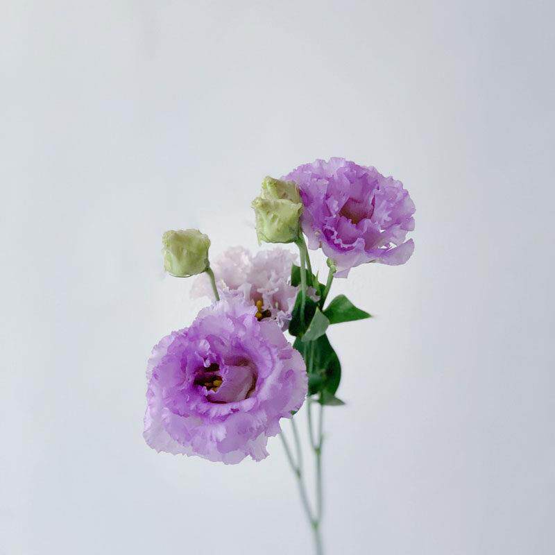 混搭紫色粉色蛋糕洋桔梗鲜花花束家用水养客厅云南速递鲜花百搭直