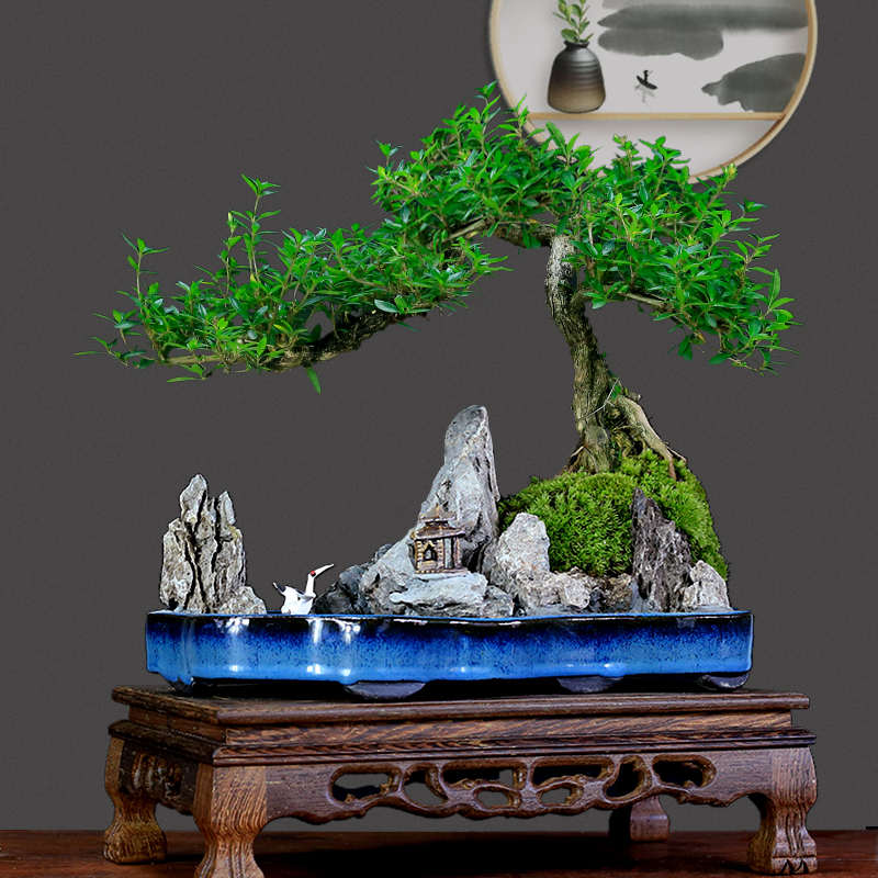 六月雪盆景植物提根造型老桩悬崖式创意山水盆景树桩室内绿植盆栽