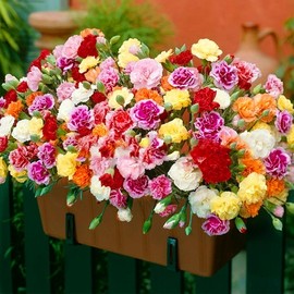 康乃馨花种子四季开花花籽，易活室内阳台，盆栽苗庭院植物花卉种孑子