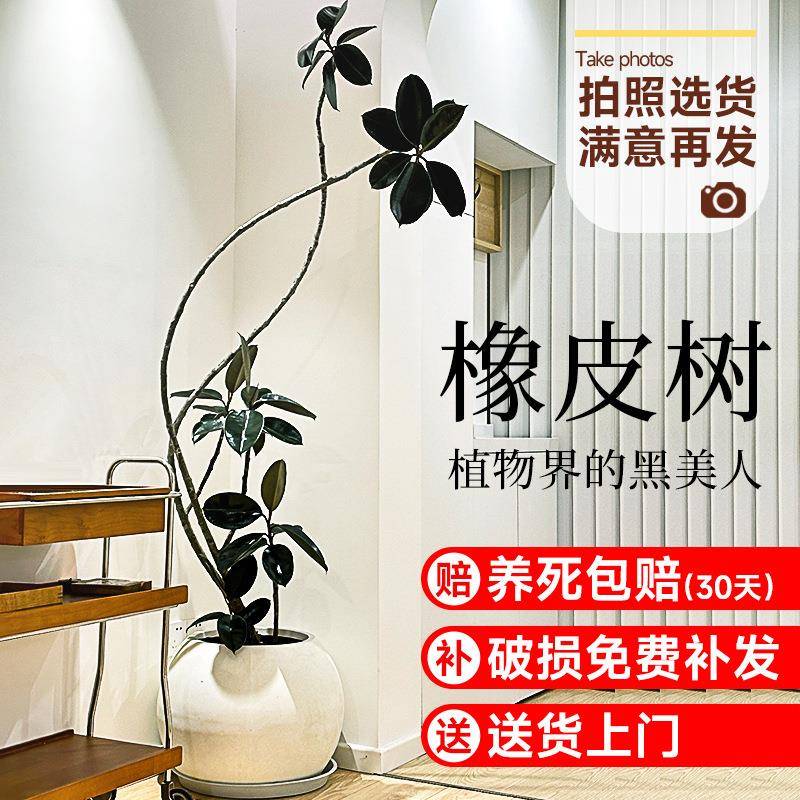 黑金刚橡皮树盆栽大型落地植物办公室内客厅造型四季绿植净化空气