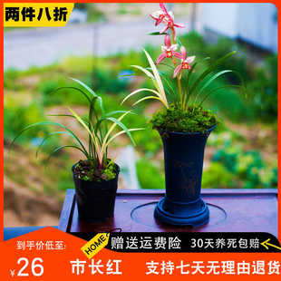 【市长红】兰花苗名贵带花苞国兰草盆栽建兰花卉植物室内浓香好养