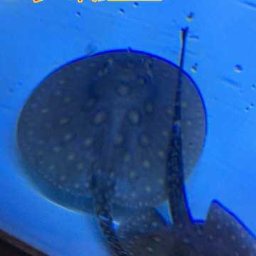 魟魟 黑金鱼珍珠鱼鱼配鱼龙 鱼 魟