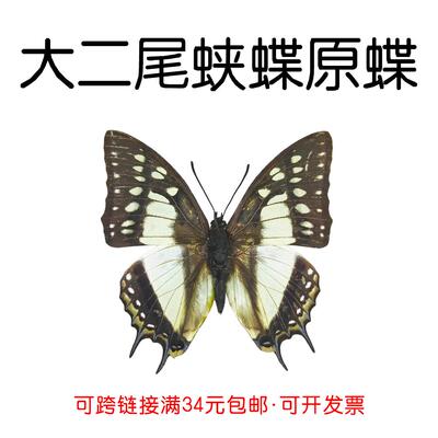 真蝴蝶原蝶大二尾蛱蝶未展翅蝴蝶标本制作diy手工材料A1/A-品质