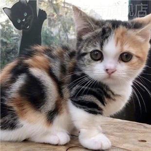 田园猫狸花猫黑白奶牛猫活体幼猫橘猫家猫土猫宠物猫三花猫纯白猫