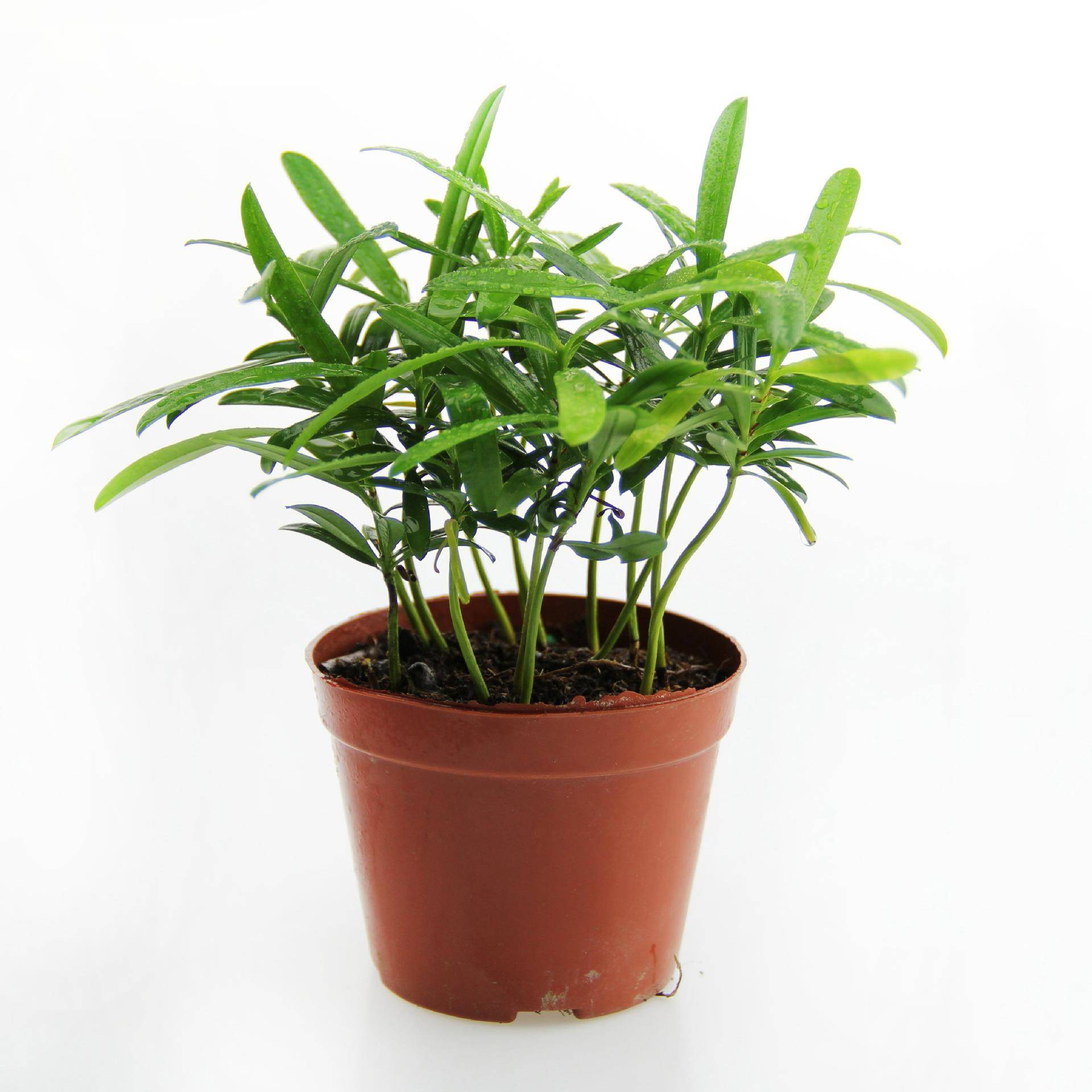微景观植物 造景植物 矮小叶罗汉松 创意家具小盆栽