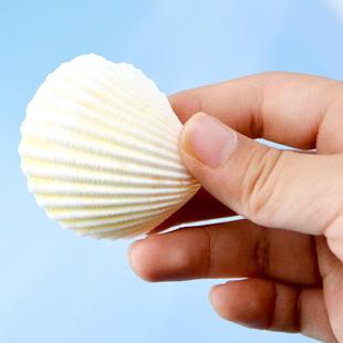 天然海螺贝壳 纯白色贝壳 鱼缸内景摆件 狮子贝工艺品原料定制