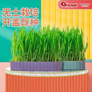 。cat grass hydroponic box pie can be potted seeds for young
