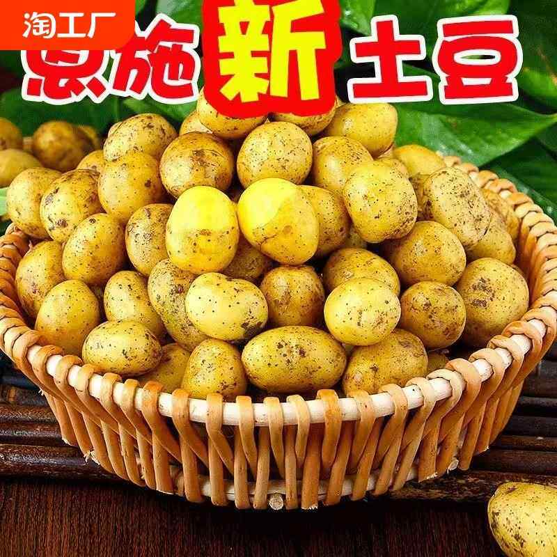 新鲜土豆湖北恩施特产小洋芋头马铃薯农家自种应季蔬菜马尔科洋芋