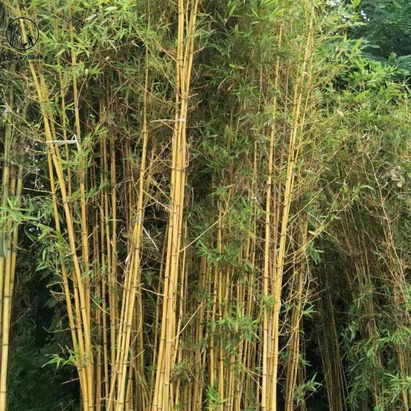 琴丝竹四季常青小叶竹子苗庭院别墅耐寒好养易活造景地栽绿化苗木
