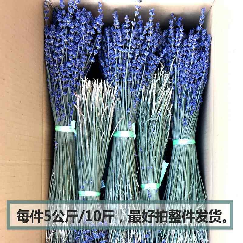 新款直销太空蓝花束原产地新疆伊犁65团薰衣草干花束新货法国蓝花