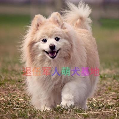 纯种博美犬幼犬活体俊介球体哈多利茶杯迷你小型狗宠物小狗狗泰迪