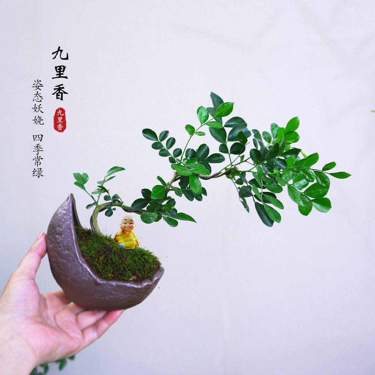飘枝九里香可开花植物微景观盆景中式小盆栽客厅书房玄关茶桌茶宠