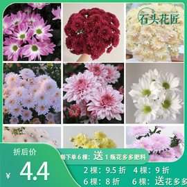 石头花匠香草沙拉大花切花，菊小雏菊45个种菊花苗多年生宿根