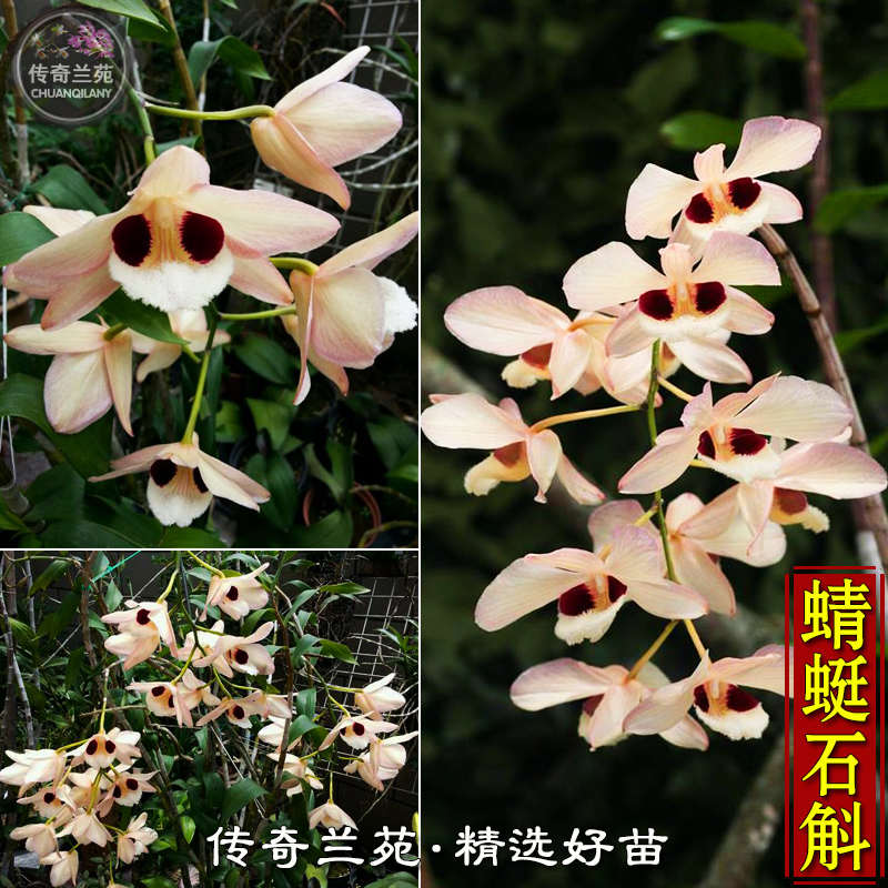 蜻蜓石斛 大眼睛石斛 高大粗壮品种石斛 稀有名贵兰花附生兰花卉