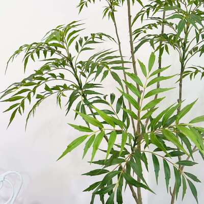 含阳仿真绿植十大功劳室内软装饰大盆栽客厅落地仿生假树植物摆件