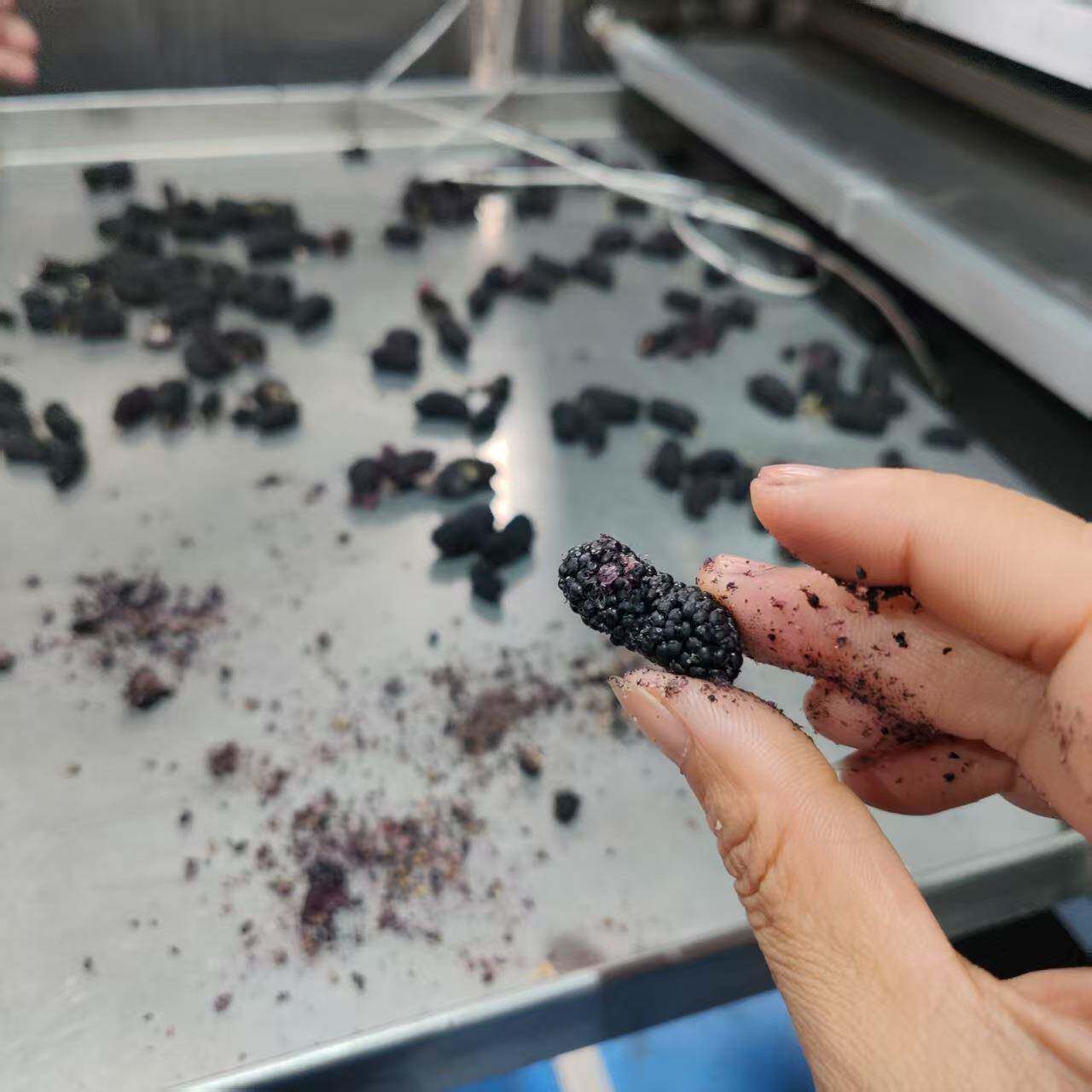鲜桑葚真空低温冻干机鹌鹑鸡胸肉冷冻干燥保鲜机果蔬脆榴莲冻干机