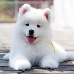 萨摩耶幼犬活体微笑天使萨摩耶白色可爱型小狗幼犬宠物狗活物