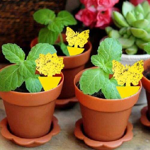 50-10Pcs Sticky Traps Fly Fruit Catcher Dual-Sided Yellow