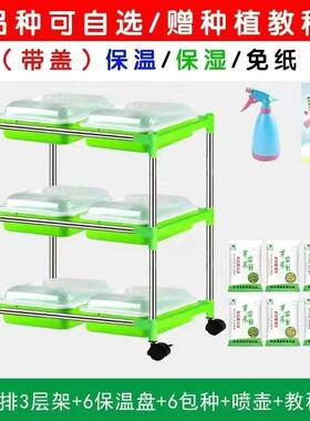 豌豆苗芽苗菜育苗育苗豆芽花瓶