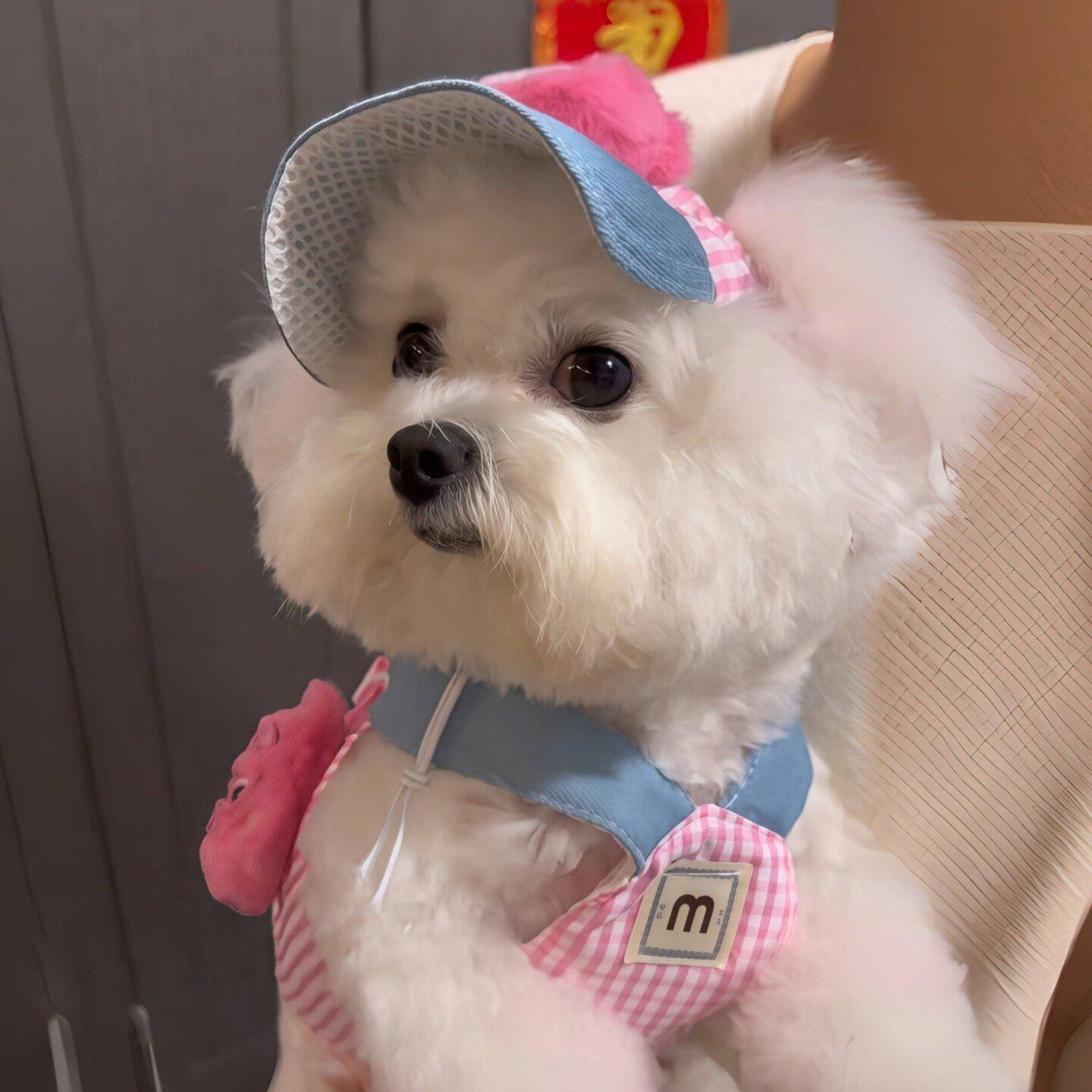 狗狗夏天衣服薄款工字型胸背牵引绳小型犬宠物猫咪高颜值漂亮衣服