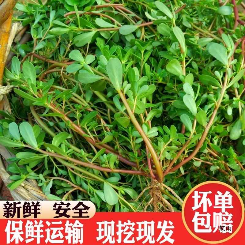 马齿苋菜新鲜包邮现摘马齿菜马蜂菜野地马齿笕1-4斤食用野菜现挖