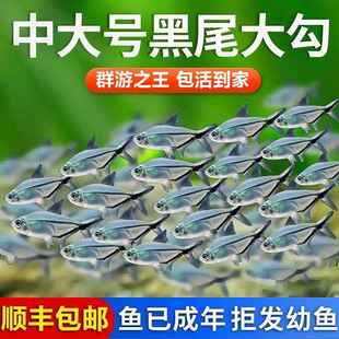 凶猛小鱼活观赏鱼生命力强的冷水鱼黑尾大勾鱼热带鱼缸群游小型鱼