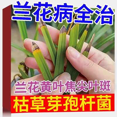 枯草芽孢菌杆菌兰花专用黑斑病杀菌药治黄叶焦尖叶子园艺植物农用