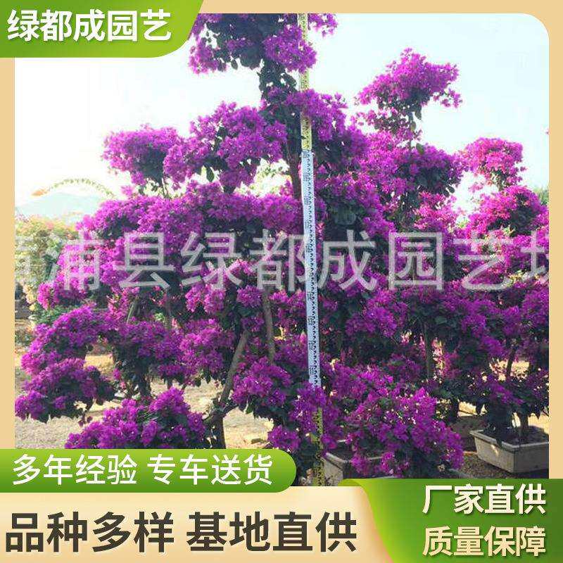 多色三角梅盆栽园艺常绿性紫色勒杜鹃红花三角梅大盆景植物
