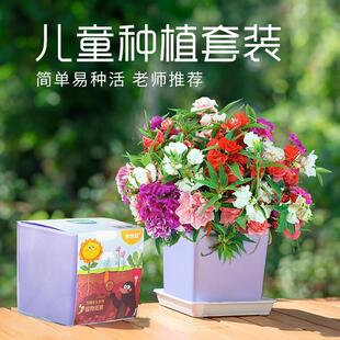 儿童种植小盆栽室内阳台植物易发芽迷你幼儿园开学根系生长观察窗