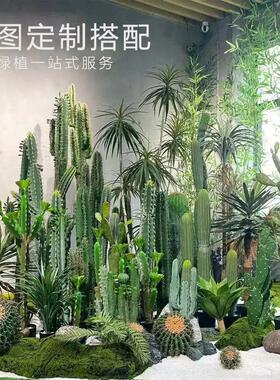 彷真仙人掌盆栽热带场景装饰盆景假仙人柱量天尺橱窗摆件造景