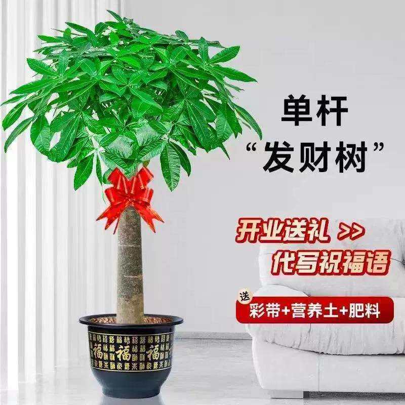 三杆步步高发财树客厅盆栽大室内大型绿植乔迁新居办公室开业送礼