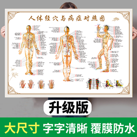 人体经络穴位标准大图挂图，全身高清中医，养生艾灸推拿按摩背部针灸