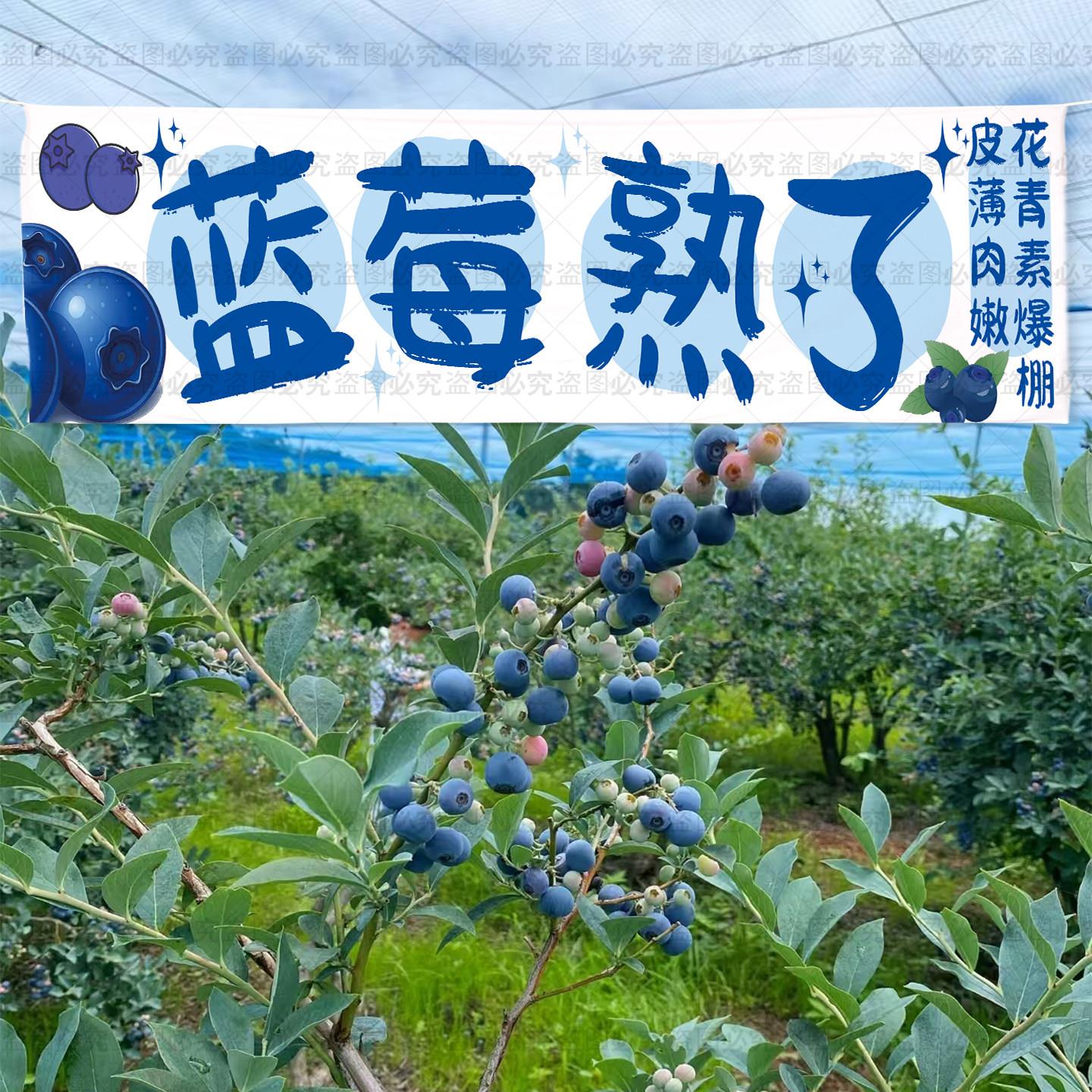 定制蓝莓采摘园横幅挂布条幅氛围布水果采摘园横幅各种采摘园挂毯
