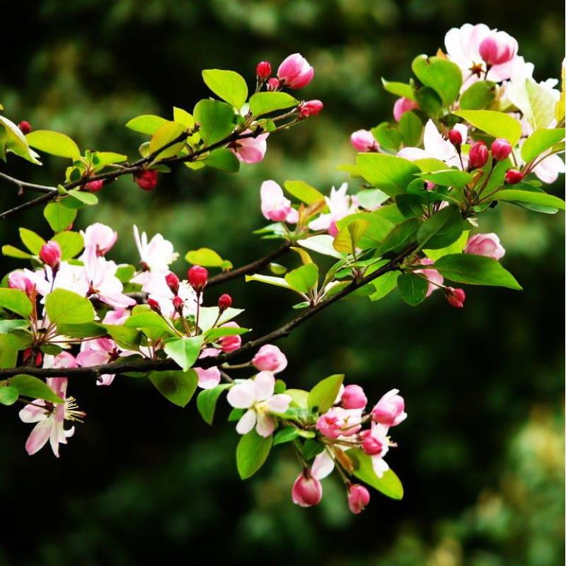 新籽垂丝海棠种子西府海棠北美海棠种子嫁接苹果树 四季播种净籽