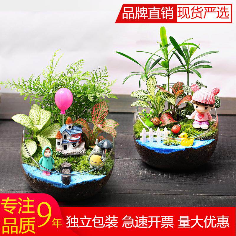 10cm桌面苔藓微景观小花盆栽鲜活植物幼儿园切口生态瓶DIY材料包