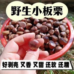 当季新鲜小毛栗野生带壳小栗子燕山野生小个小油栗新鲜薄皮毛栗子