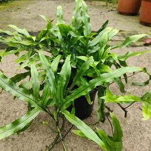 袋鼠蕨东方荚果蕨室内外盆栽庭院阳台办公净化空气吸甲醛观叶植物