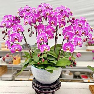 蝴蝶兰【藏宝图】大花型室内名贵绿植好养带花基地种植开花发货