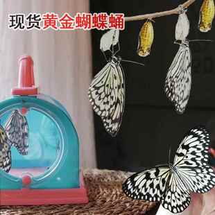 活体蝴蝶蛹可孵化饲养儿童学生科普观察破蛹茧成蝶礼宠物无毒认主