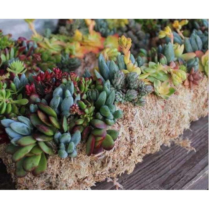 国产水苔 国产包装 9-10公斤左右 蝴蝶兰兰花