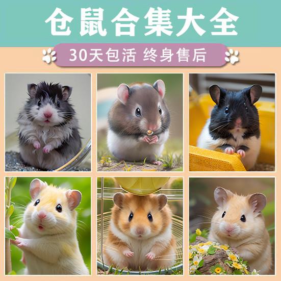 仓鼠活物已打过疫苗长毛金丝熊三线紫仓布丁银狐送笼子家养小宠物