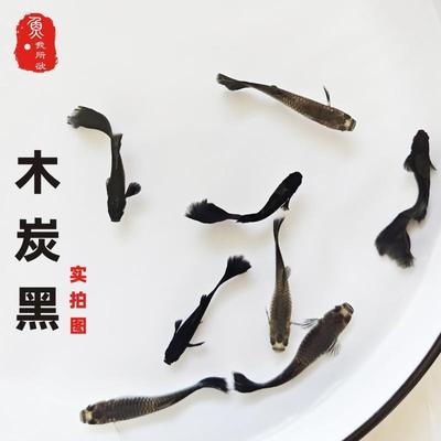 木炭黑孔雀鱼孕母临产黑礼服凤尾鱼大肚母鱼热带胎生墨兰下崽狂魔