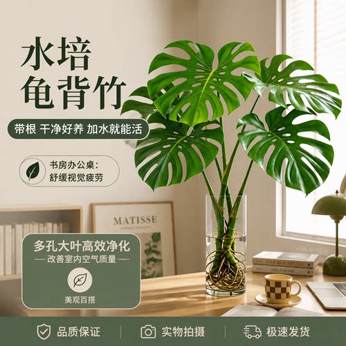 大叶龟背竹水培绿植室内桌面盆栽