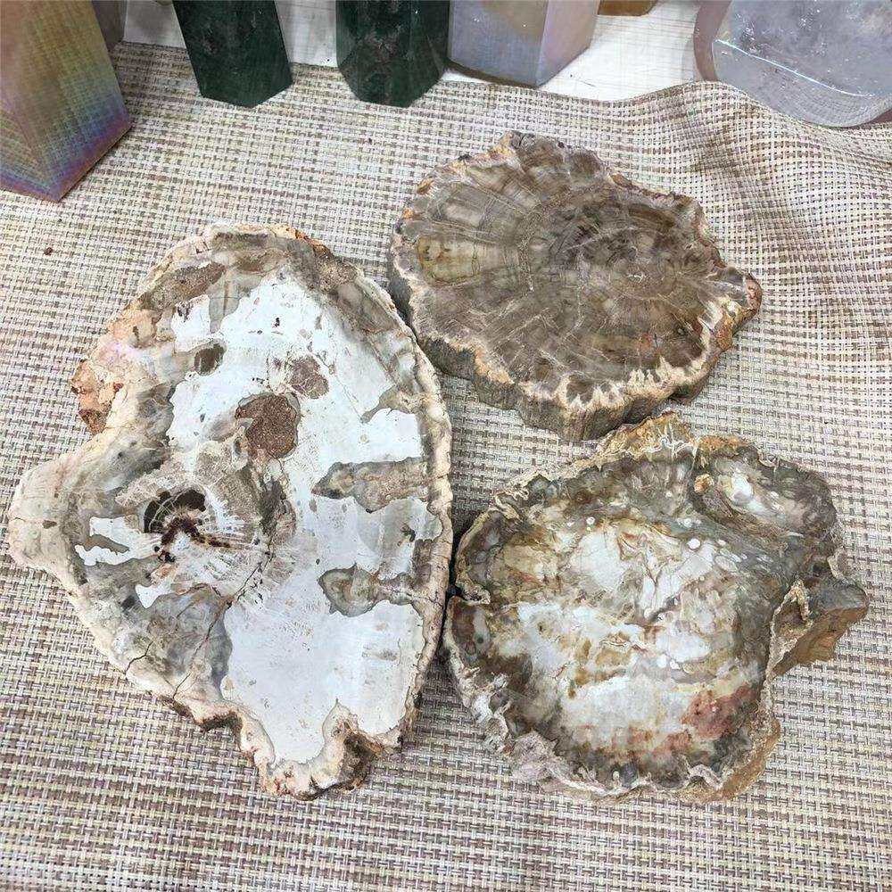 厂家天然原石木化石切片生物化石家居办公摆件水晶工艺品